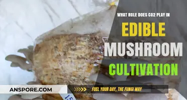CO2's Crucial Role in Growing Edible Mushrooms: A Deep Dive