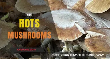 Mushroom Killers: What Rot and Destroy Fungi