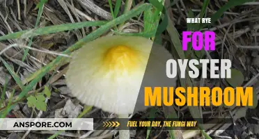 Best Rye for Oyster Mushrooms: Picking the Perfect Grain