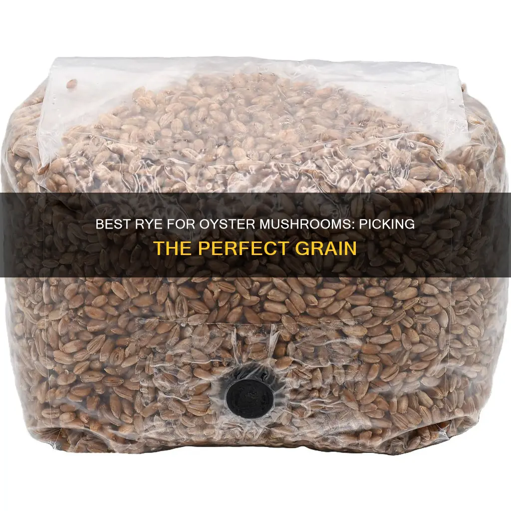 what rye for oyster mushroom