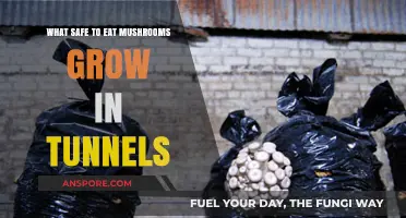 Safe Edible Mushrooms Thriving in Tunnel Environments: A Guide