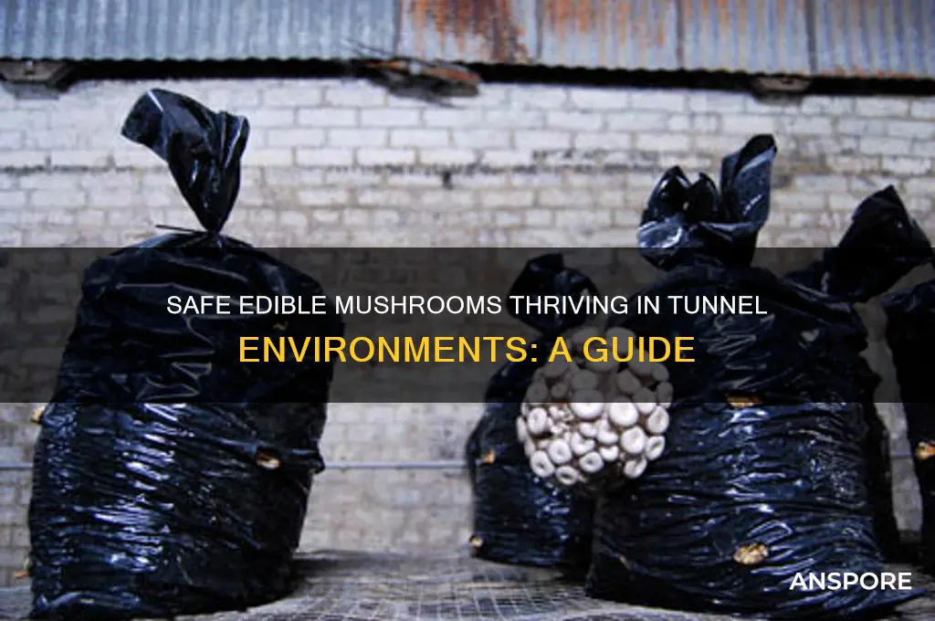 what safe to eat mushrooms grow in tunnels