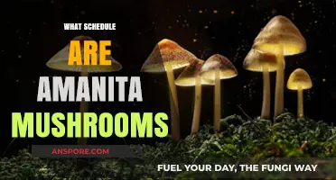 Amanita Mushrooms: A Complex Schedule