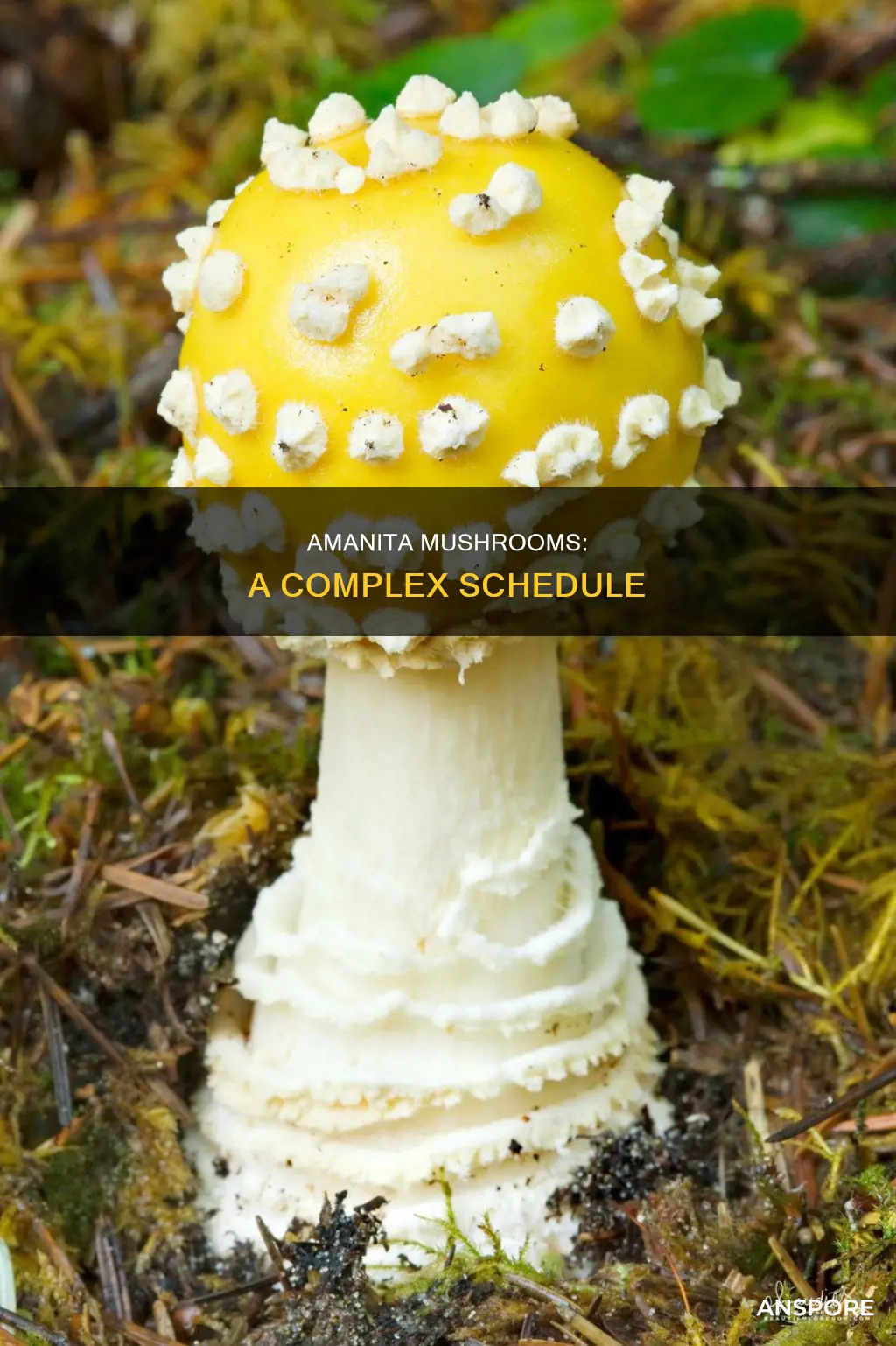 what schedule are amanita mushrooms