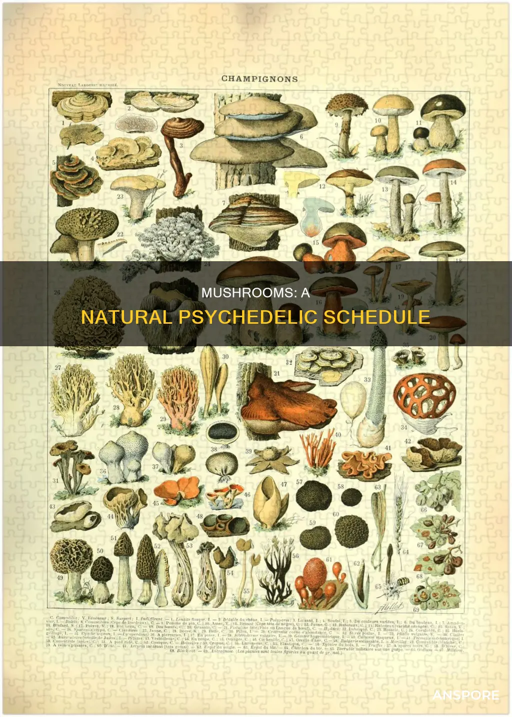 what schedule is mushrooms