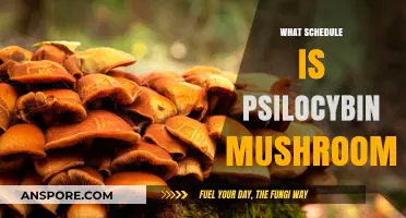 Psilocybin Mushrooms: Schedule, Effects, and Legality