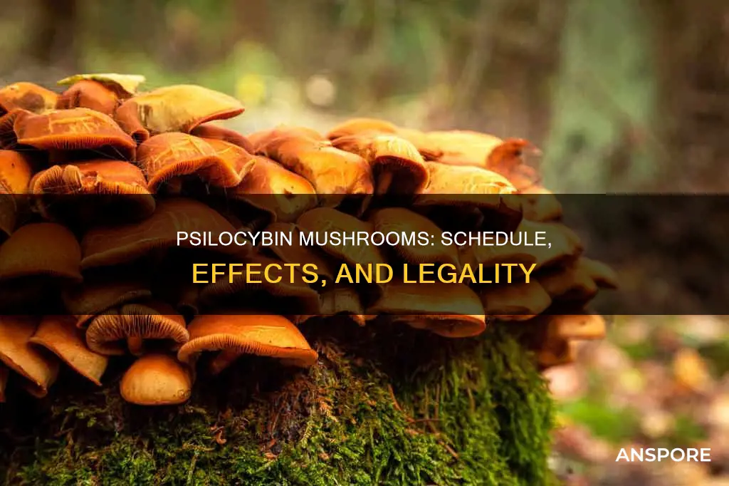what schedule is psilocybin mushrooms