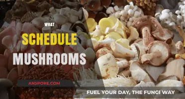 Mushrooms: The Magical Schedule of Fungi