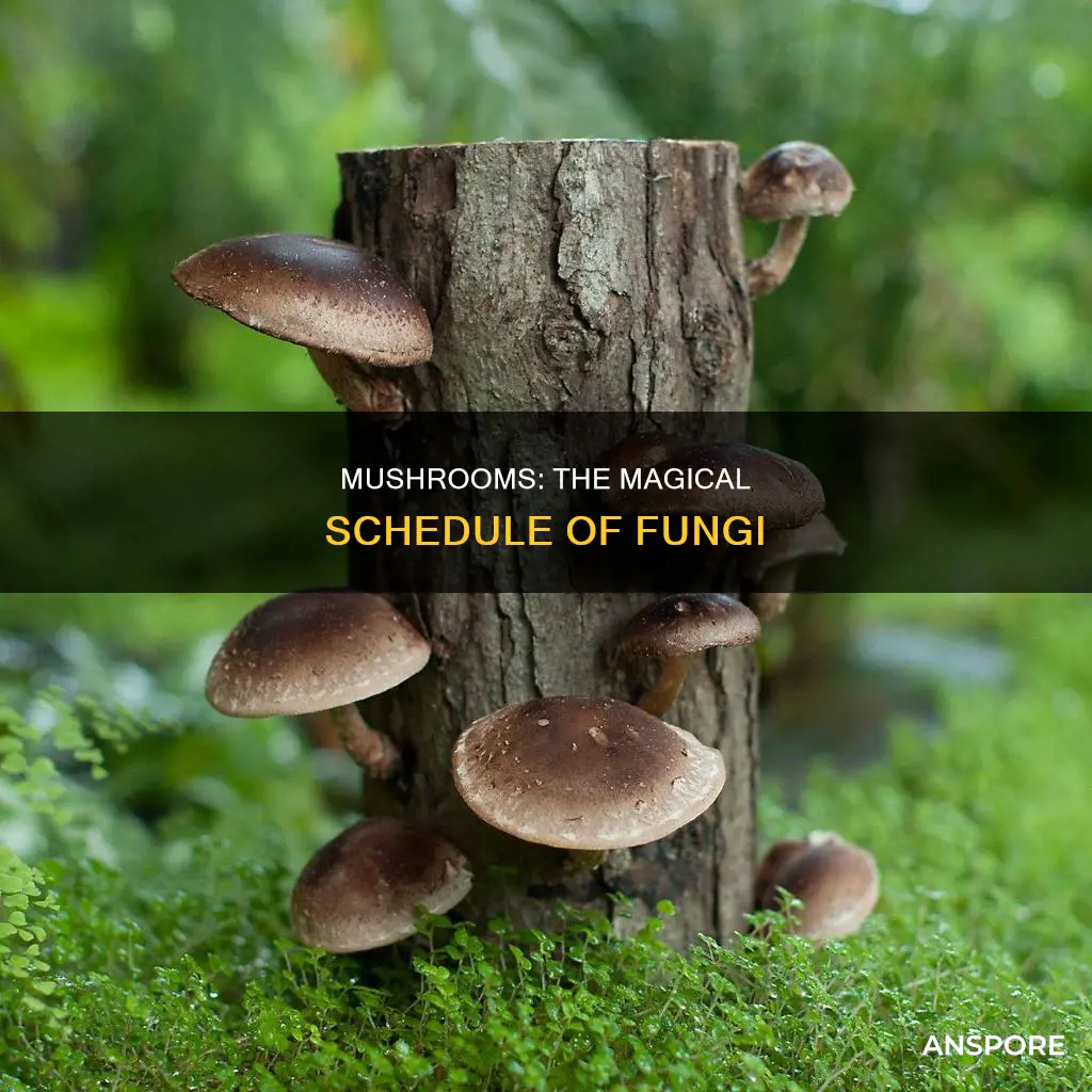 what schedule mushrooms