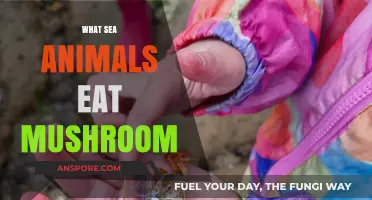 Unusual Diets: Sea Creatures That Feast on Mushrooms in the Ocean