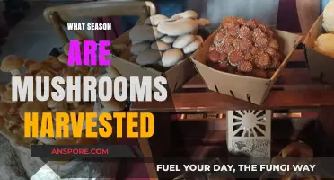 Mushroom Harvesting: Best Seasons for Foraging