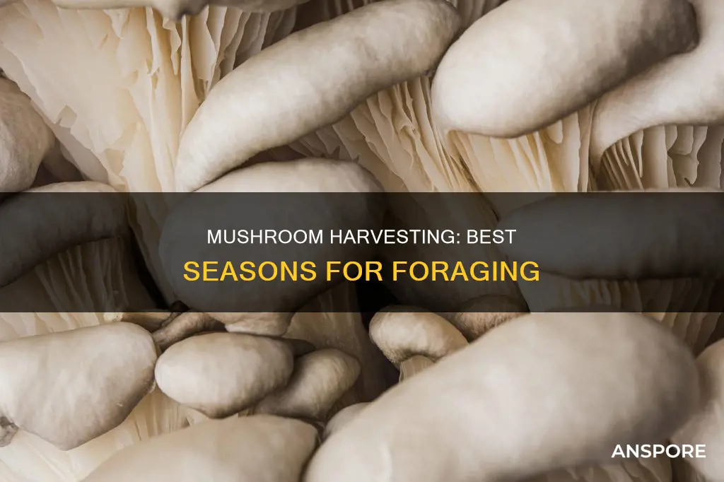 what season are mushrooms harvested