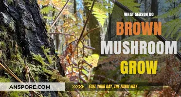 When Do Brown Mushrooms Thrive? Seasonal Growth Explained