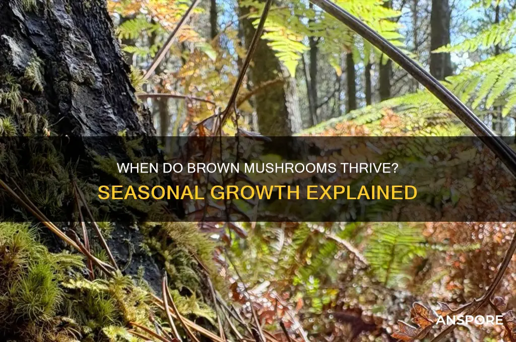 what season do brown mushrooms grow