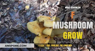 When Do Mushrooms Thrive? Unveiling the Ideal Season for Fungal Growth