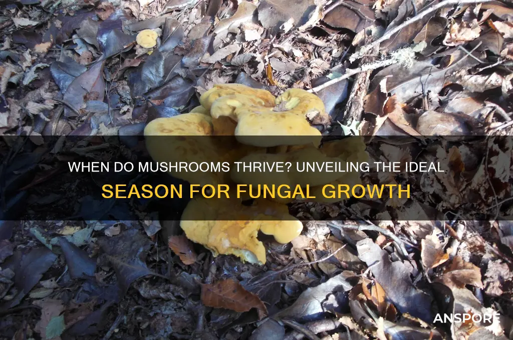 what season do f mushrooms grow