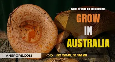 When Do Mushrooms Thrive in Australia's Unique Climate?