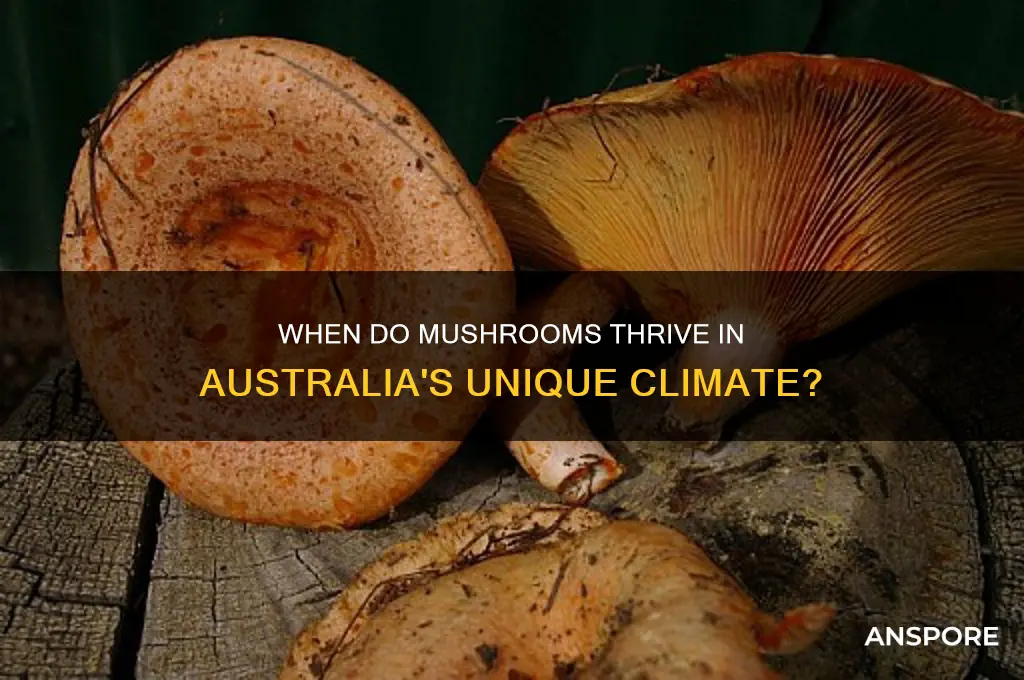what season do mushrooms grow in australia