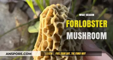 The Best Seasons to Enjoy Lobster Mushrooms