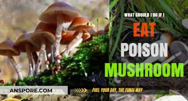 Accidentally Ate Poisonous Mushrooms? Immediate Steps to Take for Safety