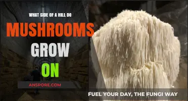 Mushroom Growth Secrets: Which Side of a Hill Do They Favor?