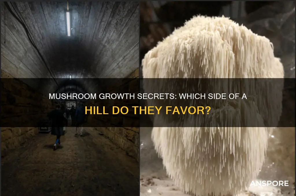 what side of a hill do mushrooms grow on