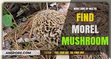 Where to Find Morel Mushrooms: The Best Side of the Hill