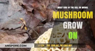 Which Side of the Hill Do Morel Mushrooms Thrive On?