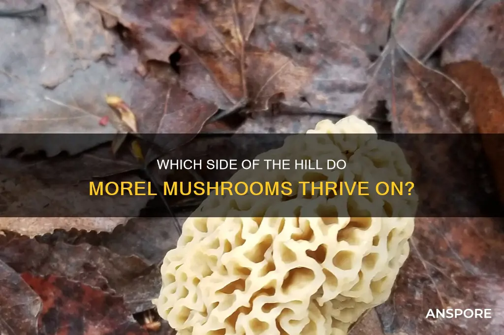 what side of the hill do morel mushrooms grow on