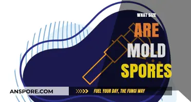 Understanding Mold Spores: Size, Visibility, and Health Implications