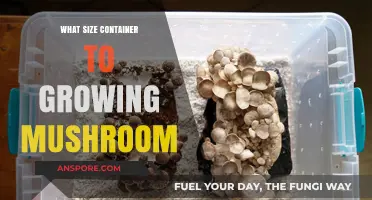 Choosing the Right Container Size for Successful Mushroom Cultivation