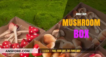 Mushroom Box Sizes: The Ultimate Guide
