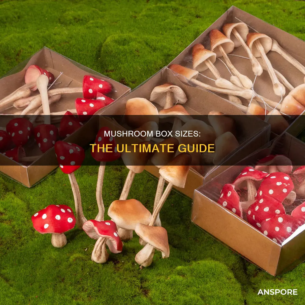 what size mushroom box