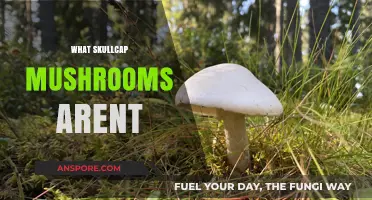 Skullcap Mushrooms: What They Are Not