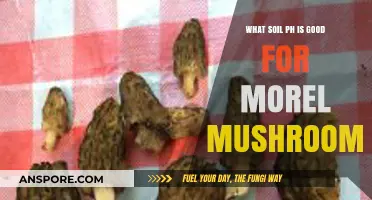 Optimal Soil pH for Morel Mushrooms: A Comprehensive Guide