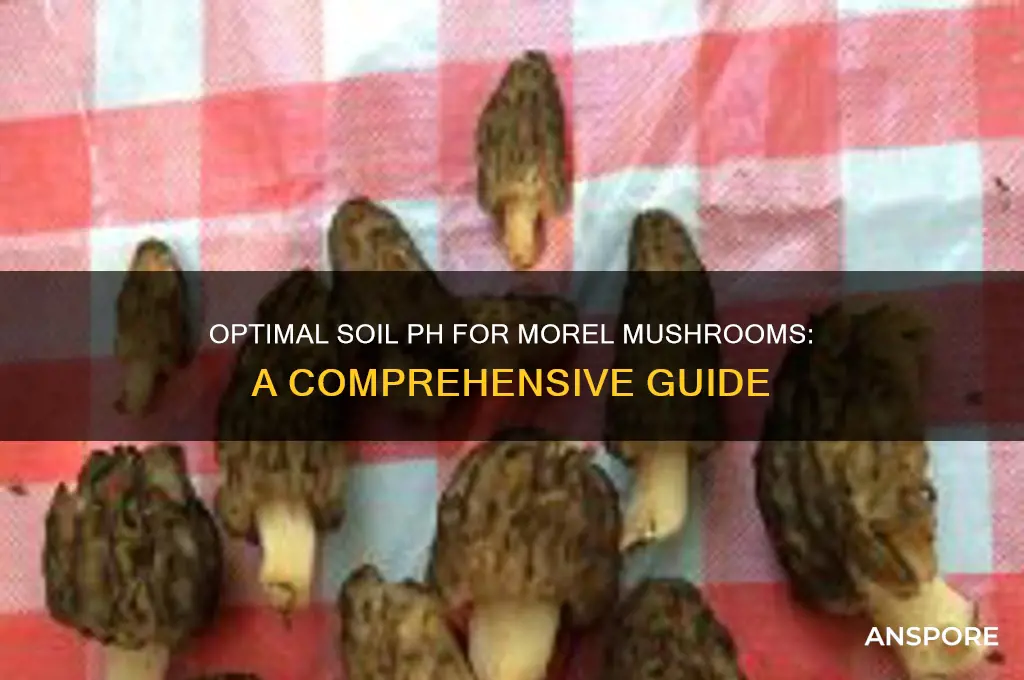 what soil ph is good for morel mushrooms