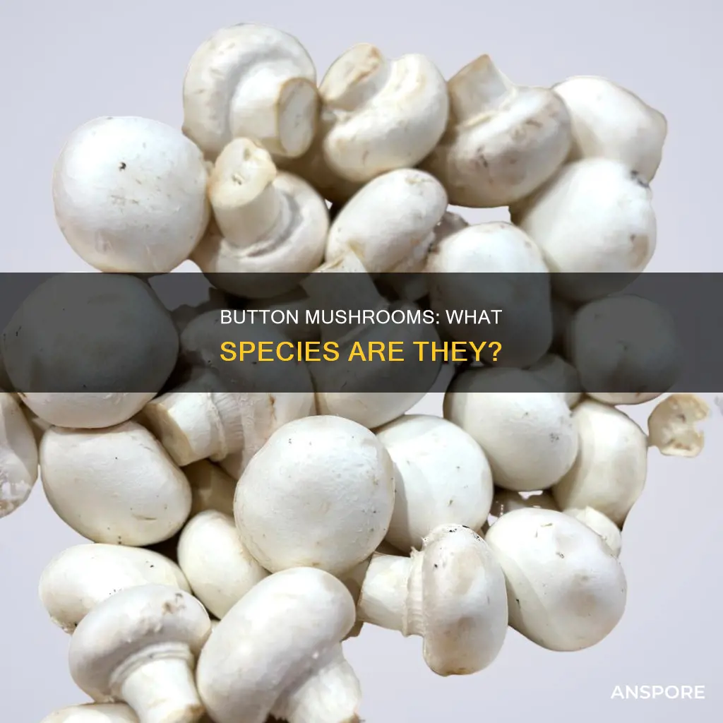 what species are button mushrooms