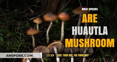 Huautla Mushrooms: Unveiling the Magic Species