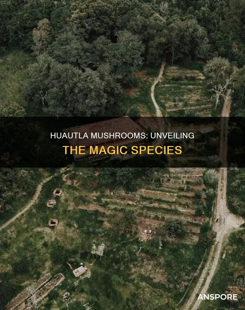 what species are huautla mushrooms