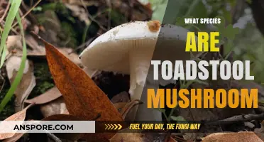 Toadstool Mushrooms: Identifying Species and Their Secrets
