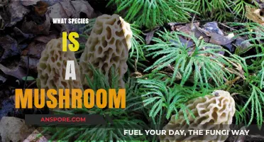 Mushroom Mystery: What Species Are They?