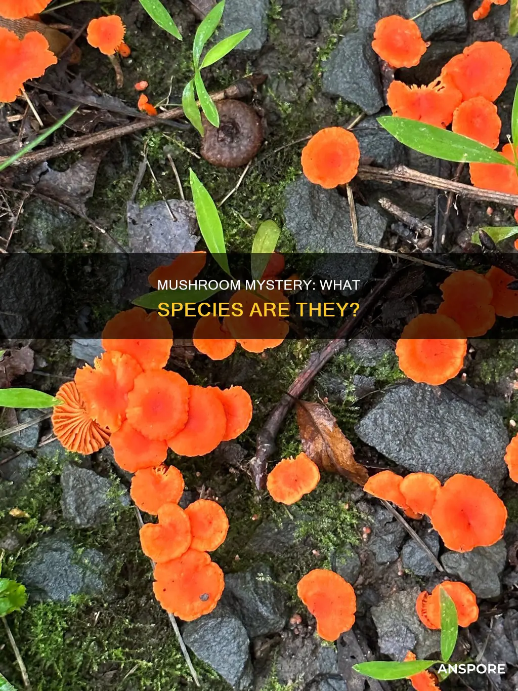 what species is a mushroom