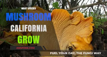 Discovering California's Diverse Mushroom Species: A Guide to Local Fungi
