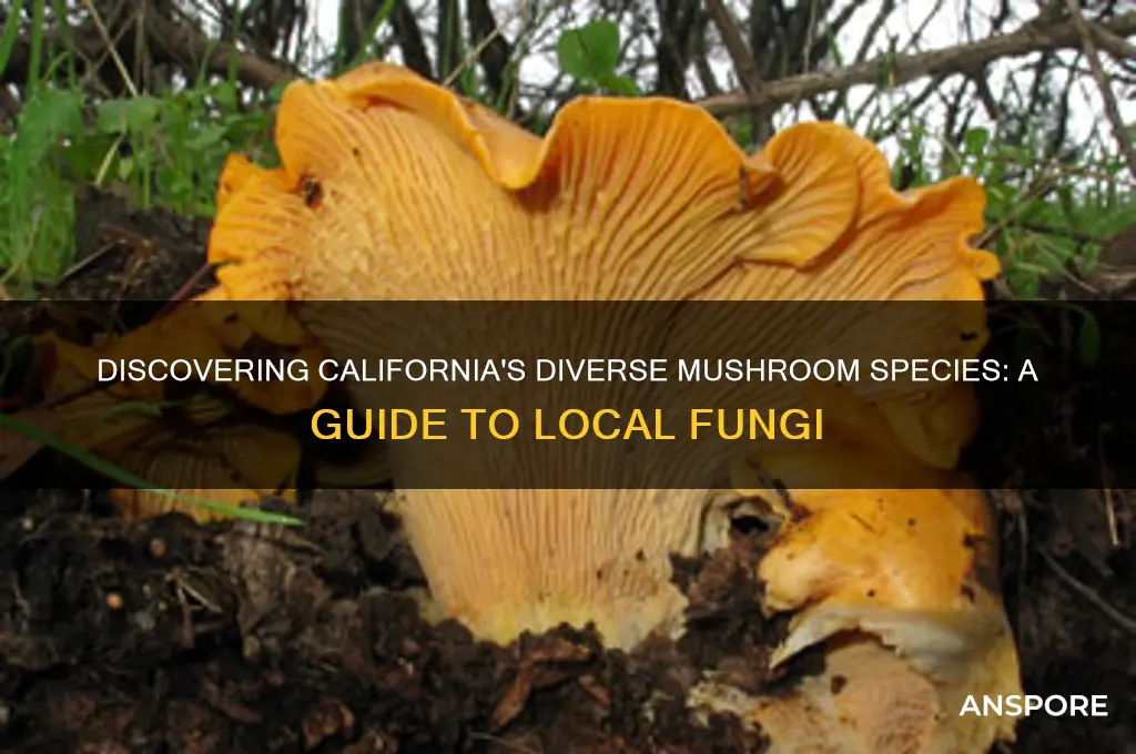 what species mushroom california grow