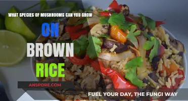 Growing Gourmet Mushrooms on Brown Rice: Species and Techniques