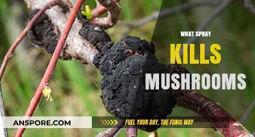Best Spray Solutions to Kill Mushrooms