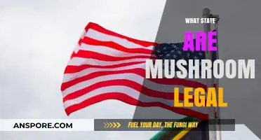 Legal Mushroom States: Where Psilocybin and Magic Mushrooms Are Allowed