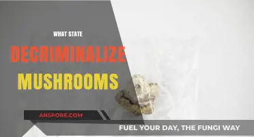 US States Where Magic Mushrooms are Decriminalized