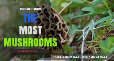 Top Mushroom-Producing State: Unveiling the Fungal Farming Leader