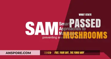 Mushroom Legalization: Which State Took the Plunge?